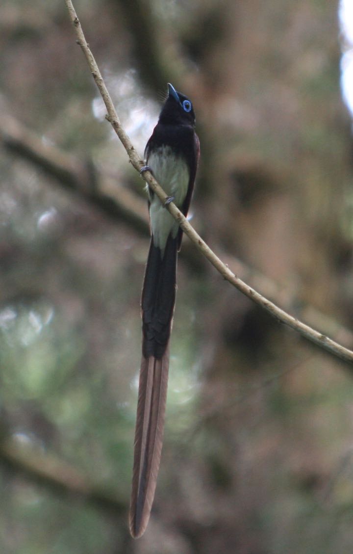  サンコウチョウの写真