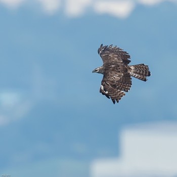 クマタカ 埼玉県 2020年9月9日(水)