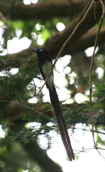 サンコウチョウ 場所が不明 2016年6月19日(日)