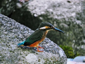 カワセミ 鎌ヶ谷市 2020年9月10日(木)