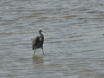 Pacific Reef Heron Osaka Nanko Bird Sanctuary Tue, 9/8/2020