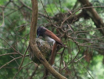 サンコウチョウ 場所が不明 2016年6月19日(日)