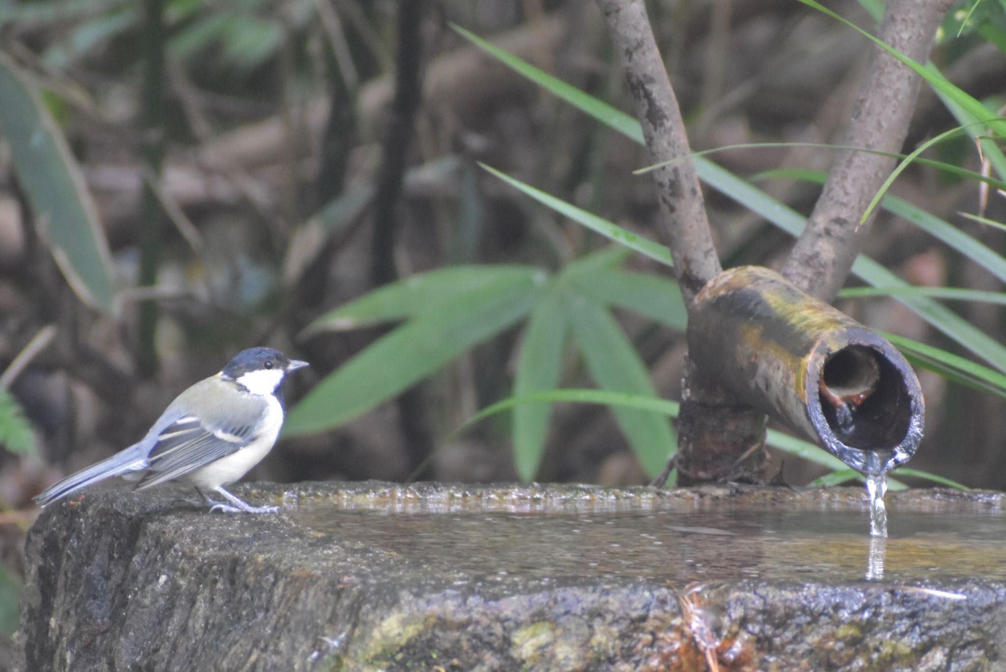 シジュウカラ