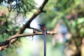 2016年6月18日(土) 森戸川源流の野鳥観察記録