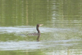 Little Cormorant Sattahip, Chonburi Fri, 9/11/2020