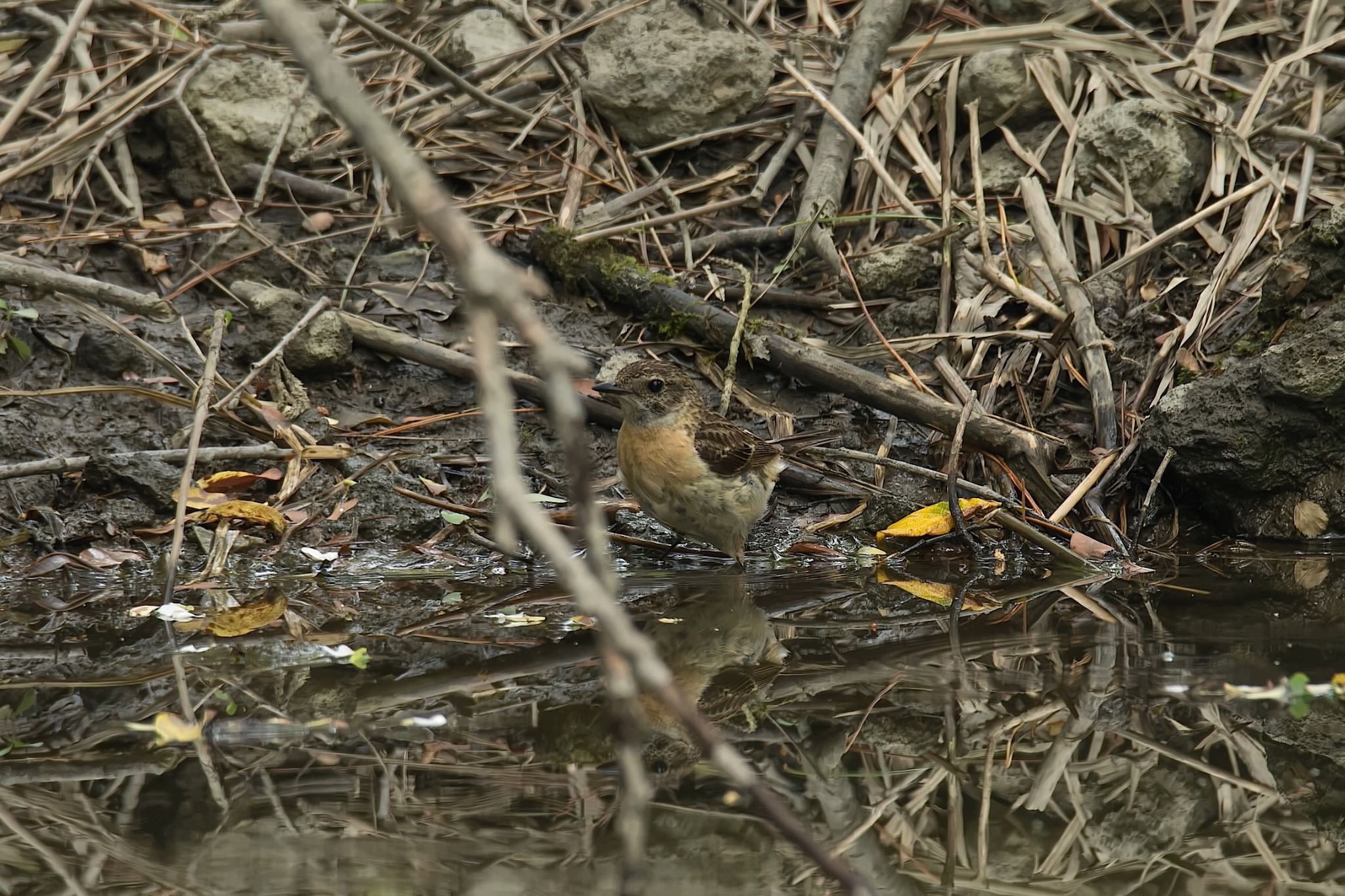 水場のノビタキ♀