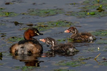 Little Grebe 奈良市 Fri, 9/11/2020