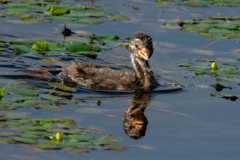 Little Grebe 奈良 Fri, 9/11/2020