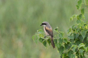 Long-tailed Shrike Osaka Nanko Bird Sanctuary Fri, 9/11/2020