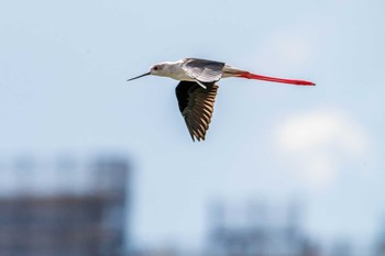 2020年9月11日(金) 六郷橋緑地の野鳥観察記録