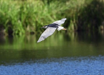 Black-crowned Night Heron 栃木県 Sun, 9/6/2020