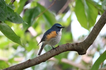 Red-flanked Bluetail 名古屋市 Sun, 6/19/2016