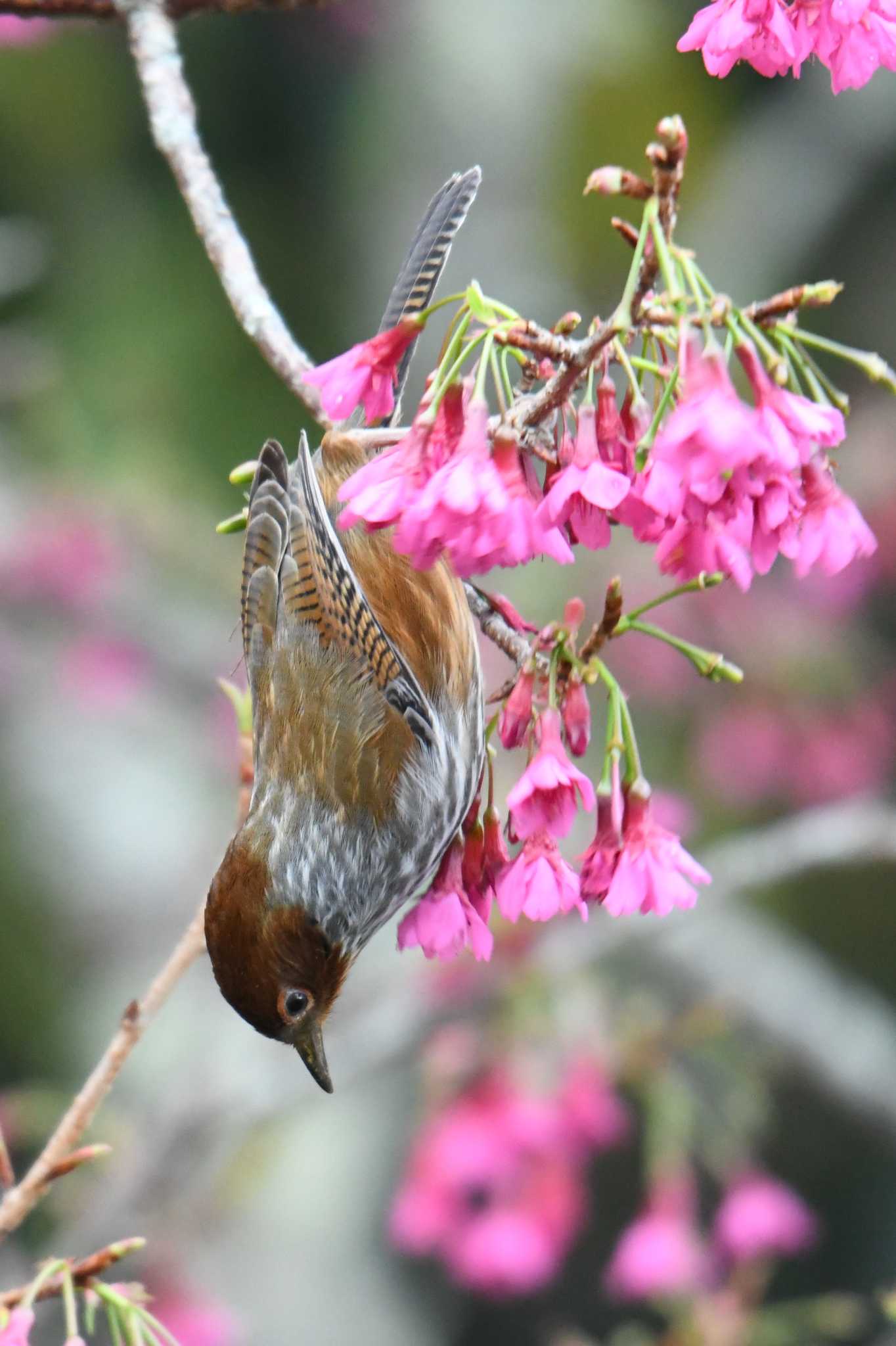 Photo of Taiwan Barwing at 大雪山国家森林遊楽区 by あひる