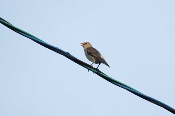 Chestnut-cheeked Starling Fukushimagata Sun, 6/19/2016