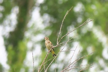 Grey-capped Greenfinch Fukushimagata Sun, 6/19/2016