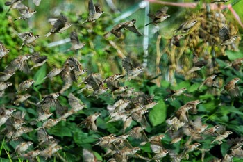 Eurasian Tree Sparrow 豊能町 Sat, 9/12/2020