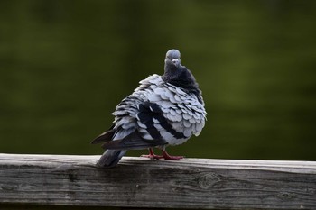 カワラバト 明石公園 2020年9月12日(土)