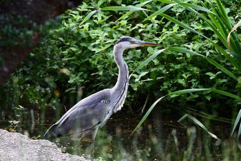 Grey Heron Akashi Park Sat, 9/12/2020