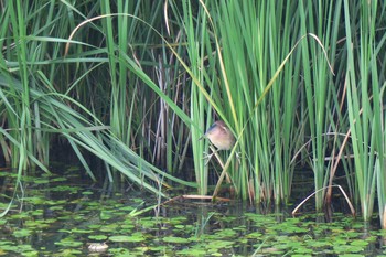 Yellow Bittern Fukushimagata Sun, 6/19/2016