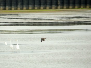 2020年9月12日(土) いしかり調整池(石狩調整池)の野鳥観察記録