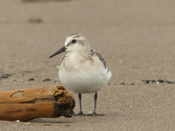 2020年9月12日(土) 石狩湾新港の野鳥観察記録