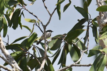 White-throated Honeyeater Iron Range National Park Fri, 10/18/2019