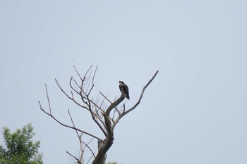 Osprey Fukushimagata Sun, 6/19/2016