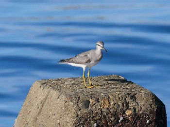 2020年9月12日(土) 兵庫県明石市魚住海岸の野鳥観察記録