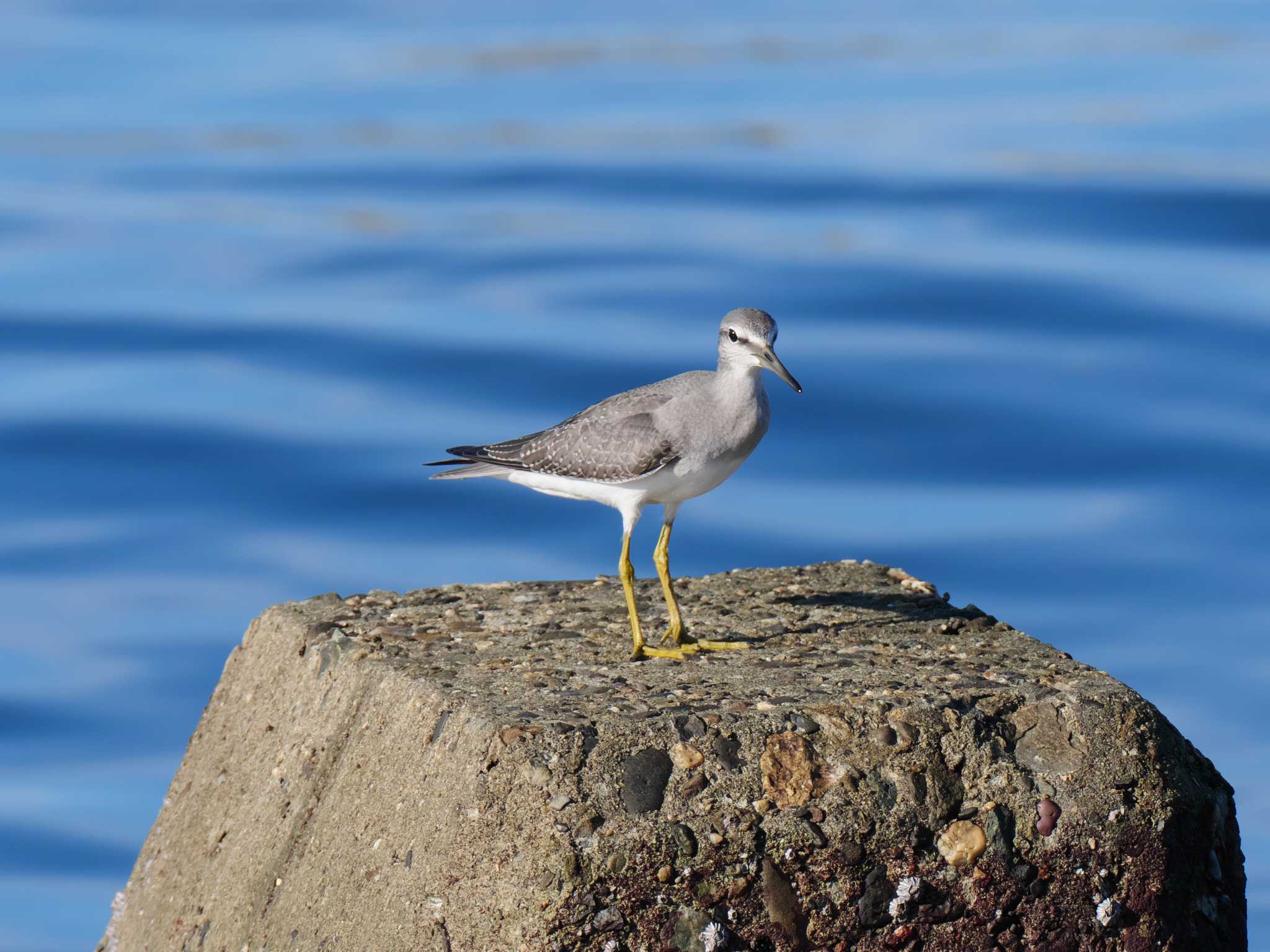 Grey-tailed Tattler