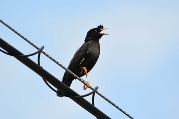 2020年7月11日(土) 兵庫県明石市の野鳥観察記録