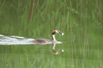 Great Crested Grebe Fukushimagata Sun, 6/19/2016