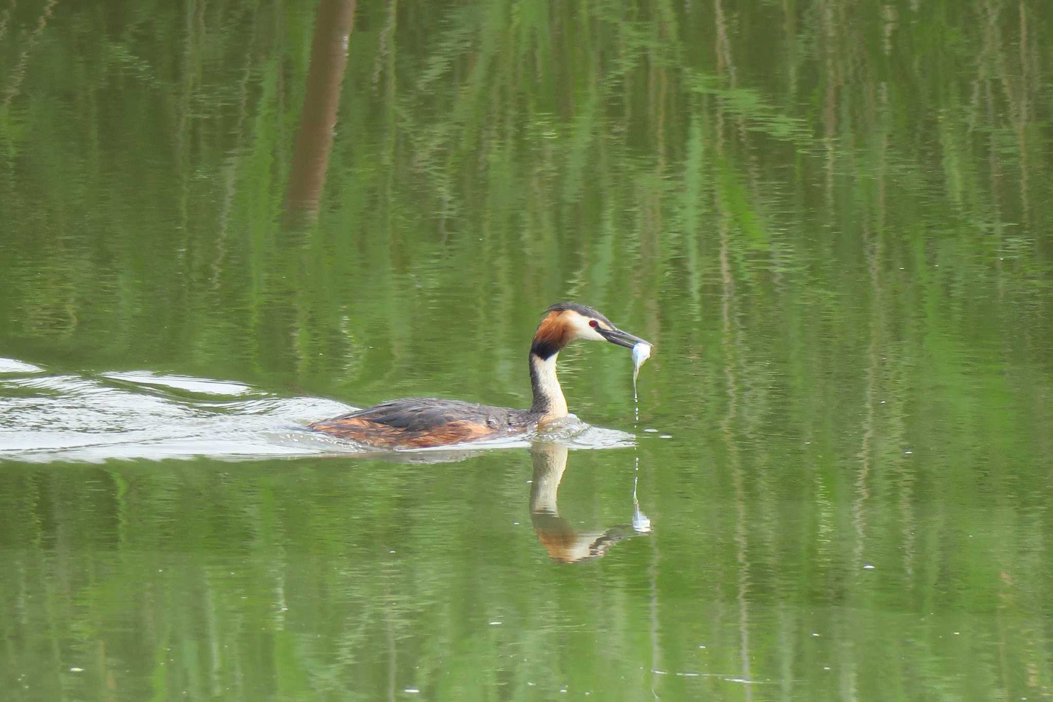 Photo of Great Crested Grebe at Fukushimagata by shin