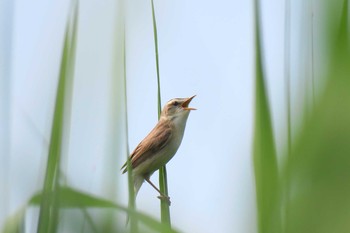 Black-browed Reed Warbler Fukushimagata Sun, 6/19/2016