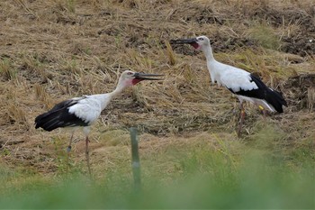 コウノトリ 渡良瀬遊水地 2020年9月12日(土)