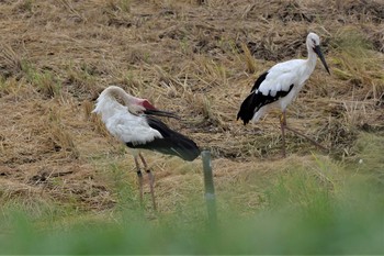 コウノトリ 渡良瀬遊水地 2020年9月12日(土)