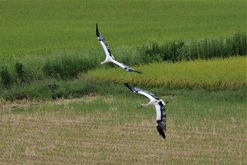 コウノトリ 渡良瀬遊水地 2020年9月12日(土)