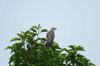 Common Cuckoo Fukushimagata Sun, 6/19/2016