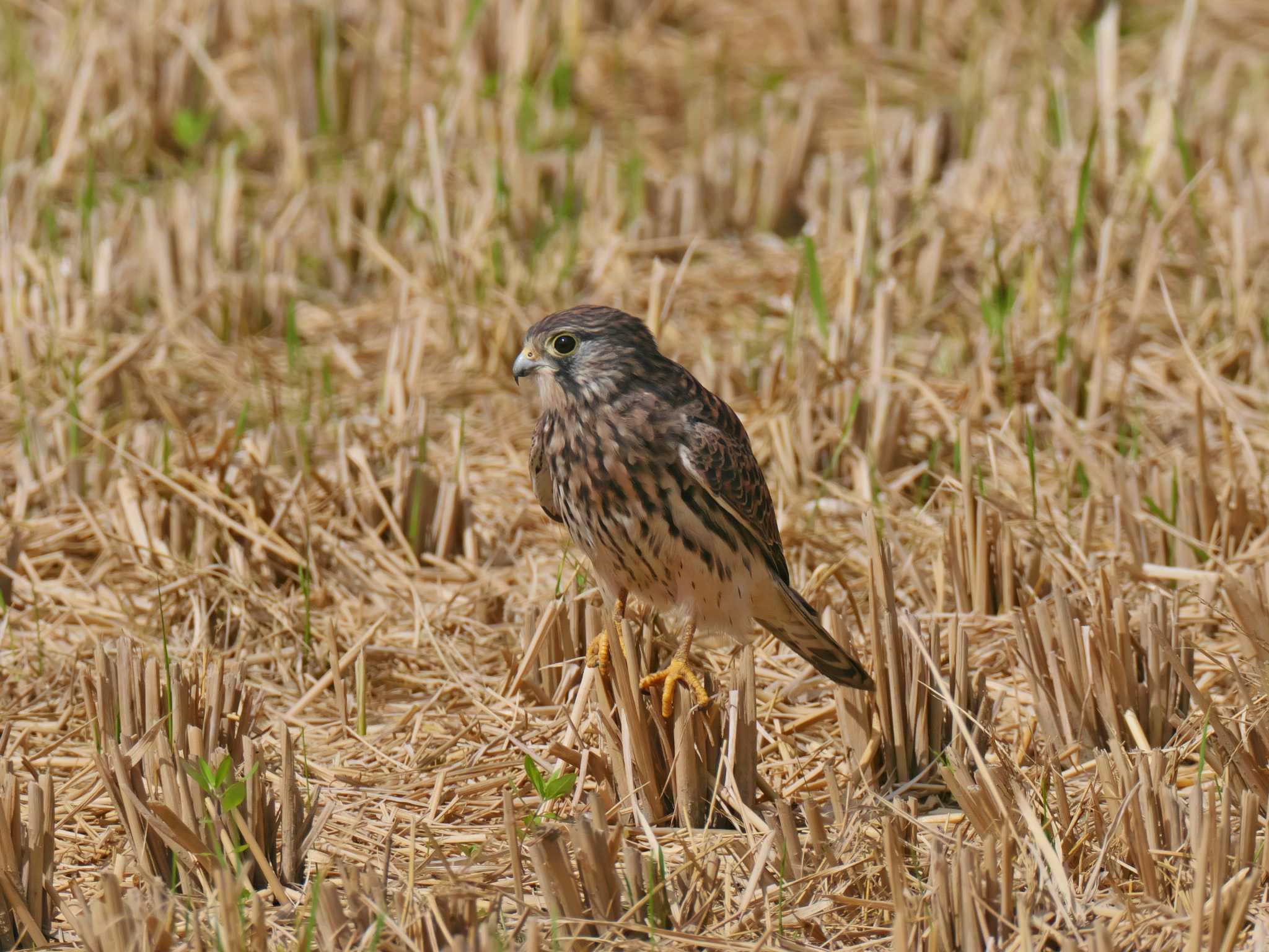 兵庫県神戸市西区岩岡町 チョウゲンボウの写真 by 禽好き