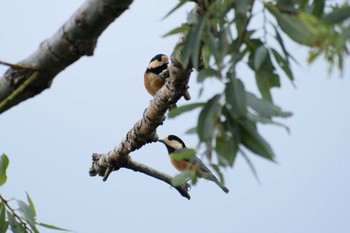 2020年9月13日(日) 多摩川二ヶ領宿河原堰の野鳥観察記録