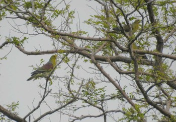 White-bellied Green Pigeon no existing match Sun, 6/19/2016