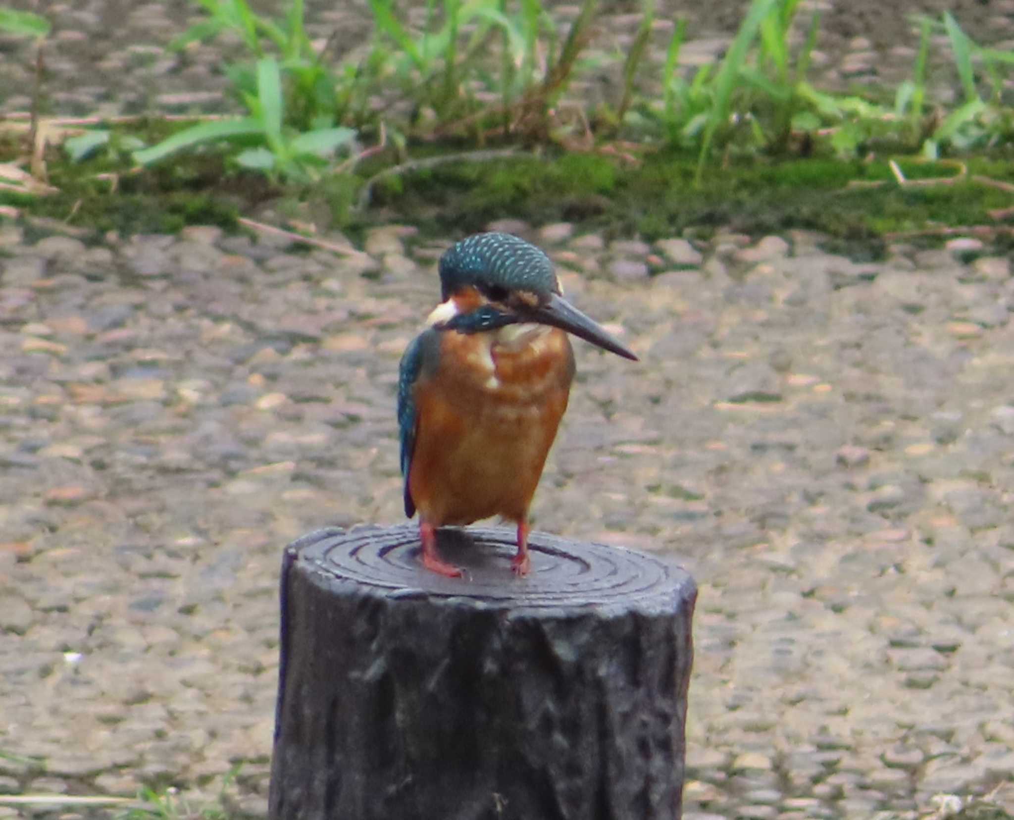 Common Kingfisher