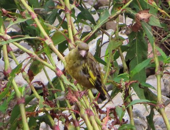 Grey-capped Greenfinch 境川(境橋付近) Sun, 9/13/2020