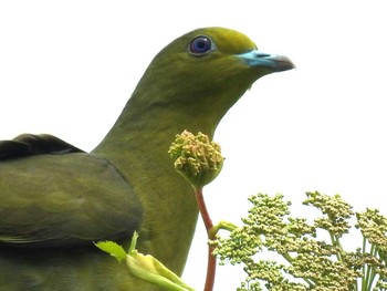 White-bellied Green Pigeon 寿都 Sun, 6/19/2016