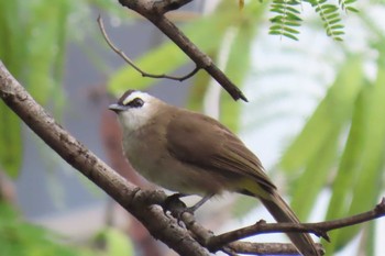 Yellow-vented Bulbul Pattaya Sun, 9/13/2020