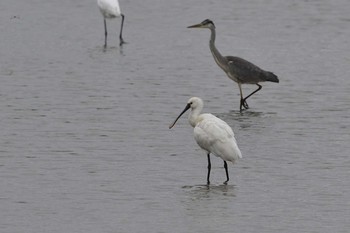 Eurasian Spoonbill 石狩市 Sat, 9/5/2020