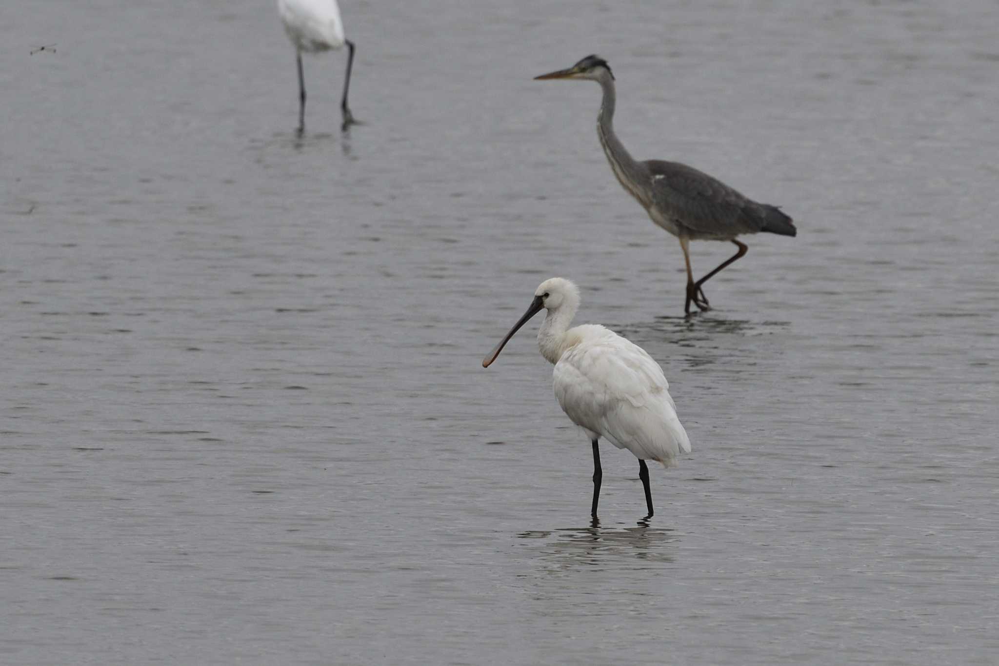 Photo of Eurasian Spoonbill at 石狩市 by mike2475