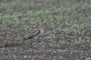 2020年9月13日(日) 神奈川県平塚市の野鳥観察記録