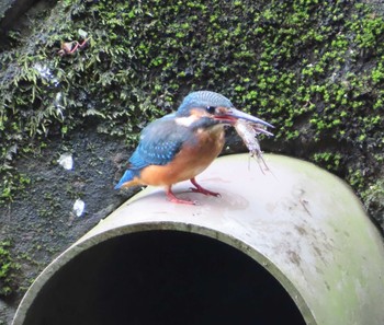 2020年9月13日(日) 泉の森公園の野鳥観察記録