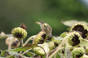 2020年9月13日(日) 葛西臨海公園の野鳥観察記録