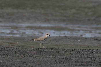 2020年9月13日(日) 葛西臨海公園の野鳥観察記録